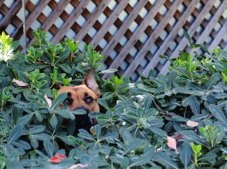 perro en el jardín escondido