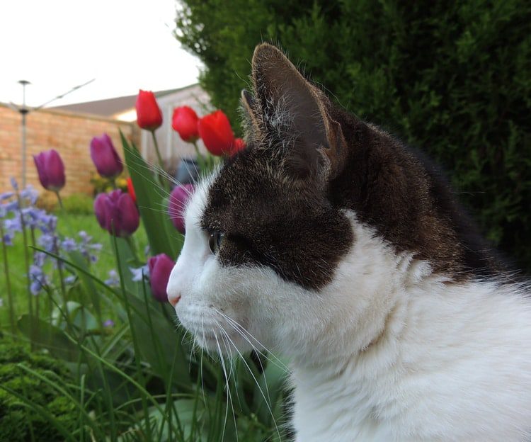 gato y tulipanes en el jardín