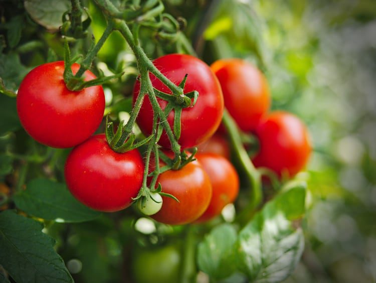 Los tomates aparecen en la lista de plantas tóxicas de la APCA