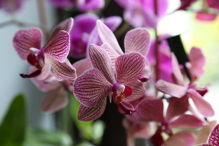 plantas de orquídeas polilla seguras para los perros