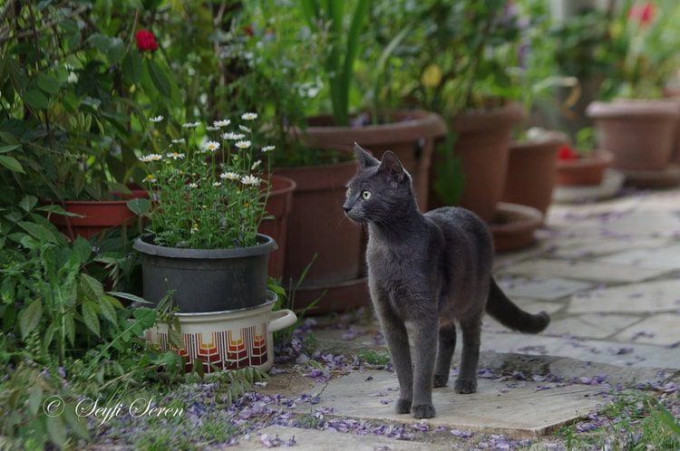 gato que pasea por el jardín