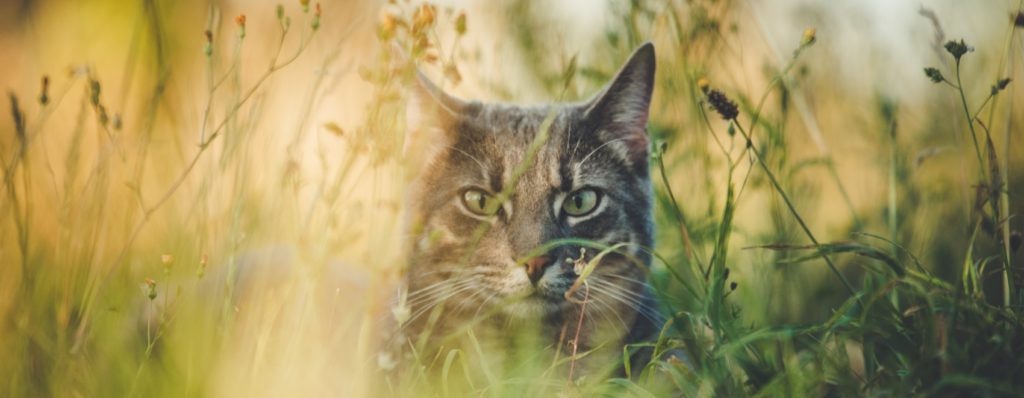 19 plantas tóxicas que los gatos (y otras mascotas) deben tener en cuenta