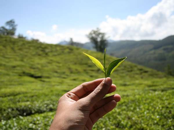 Desplumando hojas de té