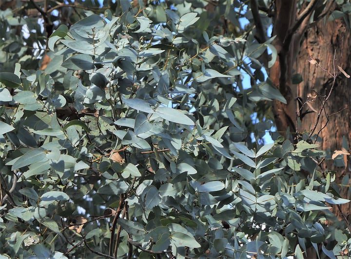 manzana argyle eucalyptus cinerea