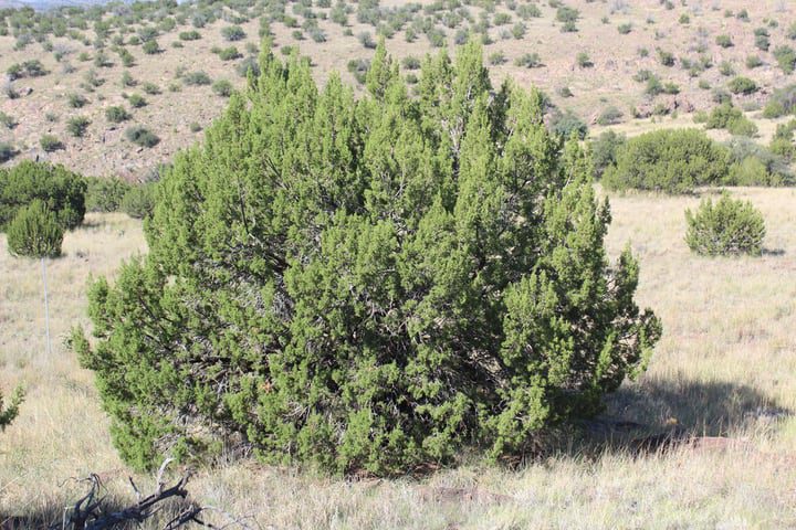 juniperus deppeana
