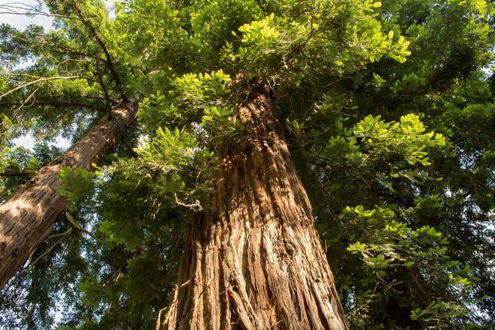 secoyas costeras sequoia sempervirens