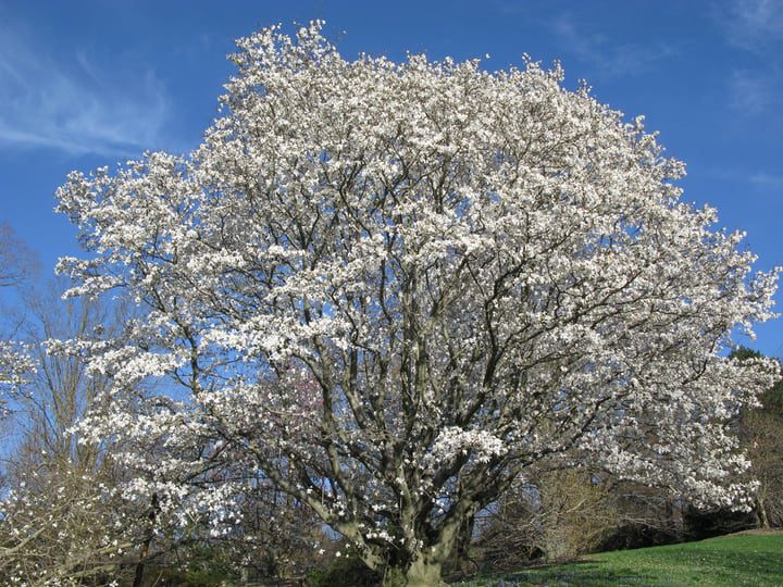anís magnolia salicifolia