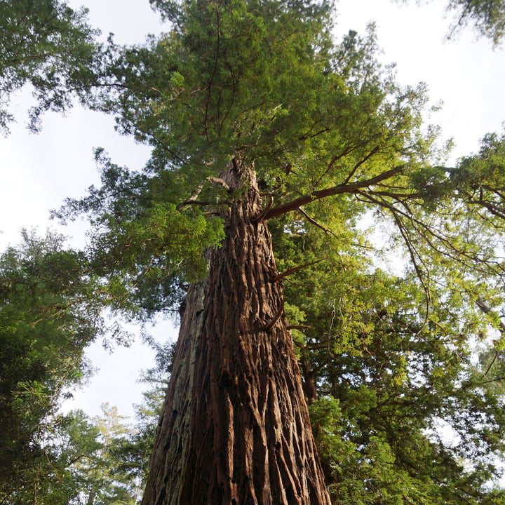 secuoya costera sequoia sempervirens tipo de árbol más alto