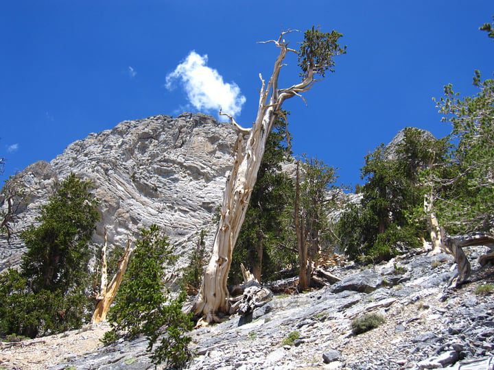 pinus longaeva tipo de árbol más antiguo