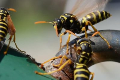 19 Types of Wasps Explained and Easy Guide on Spotting Them