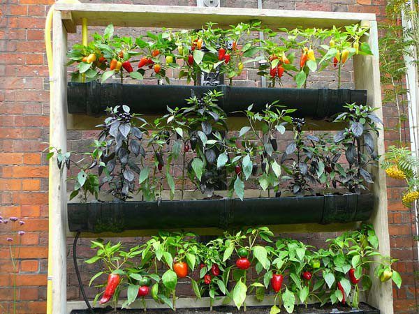 Cómo hacer jardinería vertical