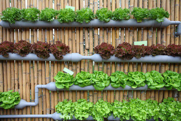 Tubos para el cultivo vertical de hortalizas