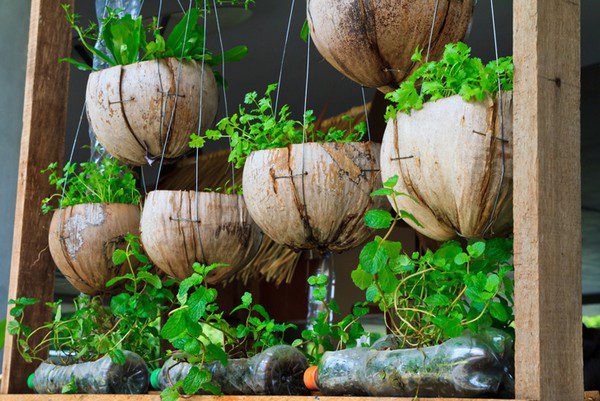 Jardinería vertical Cáscaras de coco