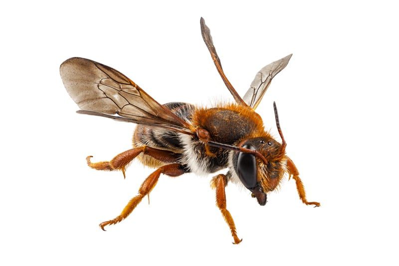 abejas albañiles