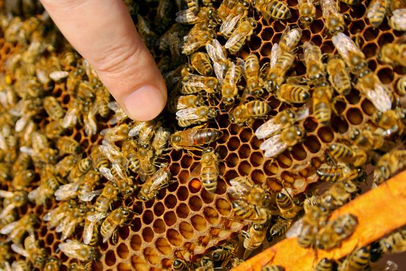 tipos de abejas en una colmena abejas reina