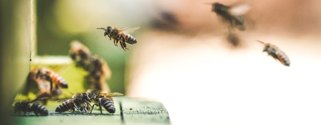 28 Tipos de abejas y avispas explicados con la jerarquía de las colmenas