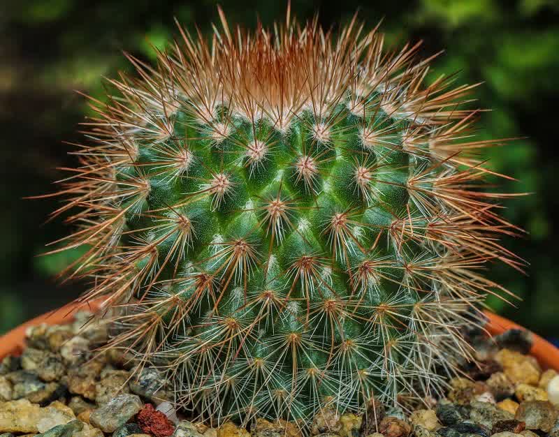 cactus alfiletero suculento 1