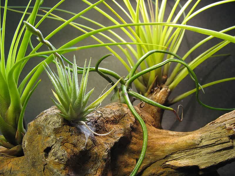 Planta Tillandsia loliacea