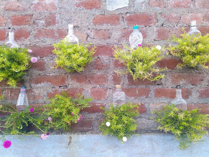 plantas de aire embotelladas diy jardín de pared