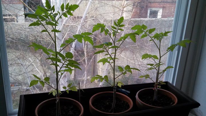 jardín de tomates cherry en el alféizar de la ventana
