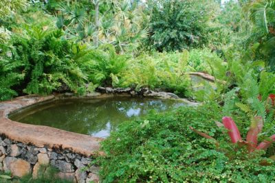 41 grandes ideas de jardinería acuática y cómo construir un jardín acuático