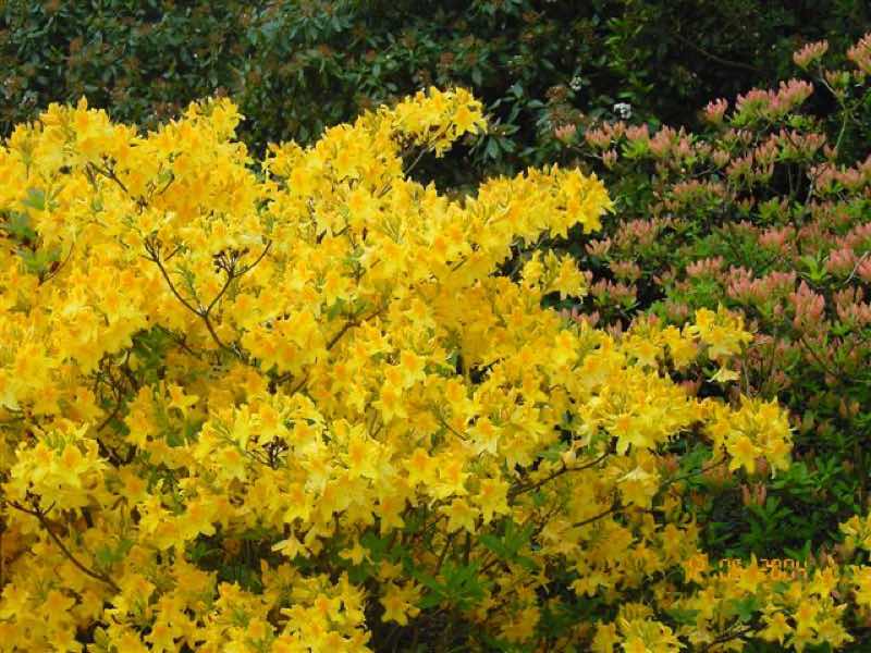 plantas de floración amarilla