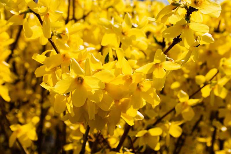 forsythia arbusto de floración amarilla