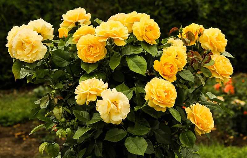 arbusto de rosas amarillas en flor