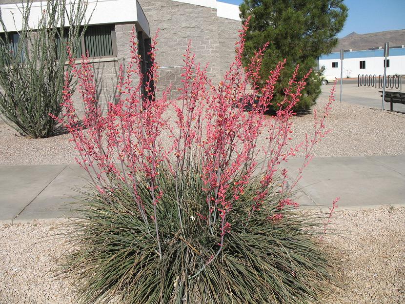 planta de yuca roja hesperaloe parviflora