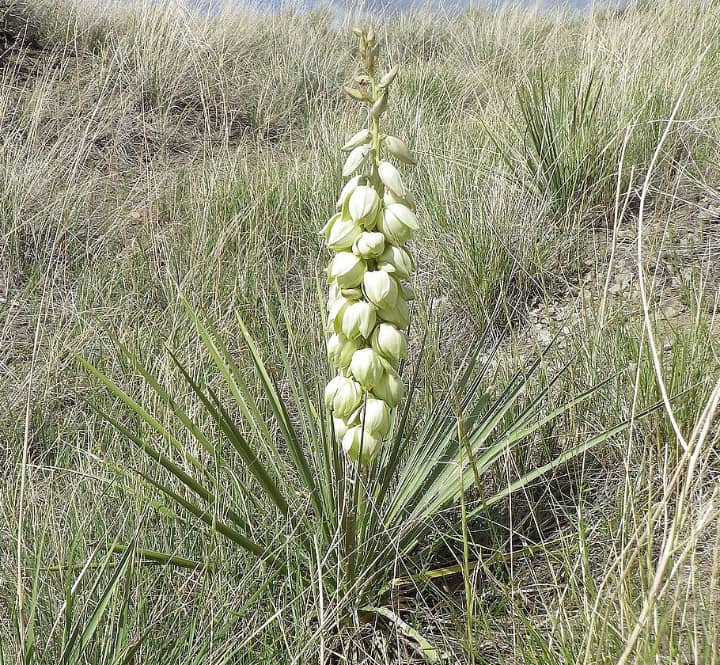 planta de soapweed yucca glauca