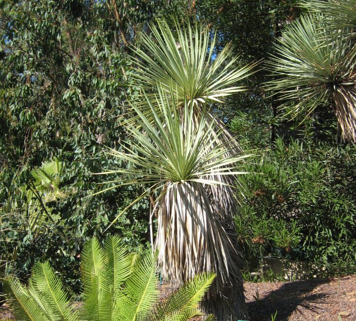 yucca thompsoniana