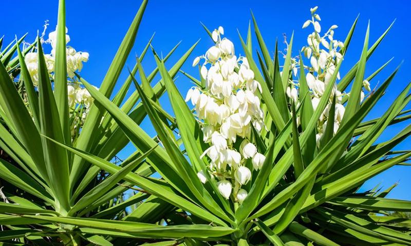 beneficios de las plantas de flor de yuca