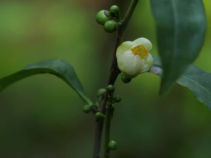 planta camellia sinensis flor