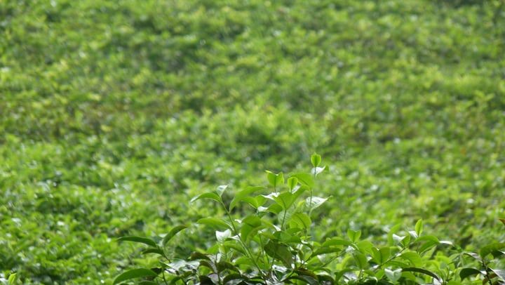 té de la planta camellia sinensis para adelgazar