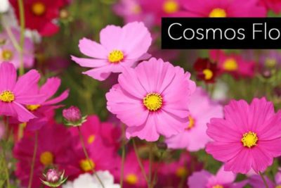 La Flor Cosmos: Cultivo y cuidados de la planta del cosmos