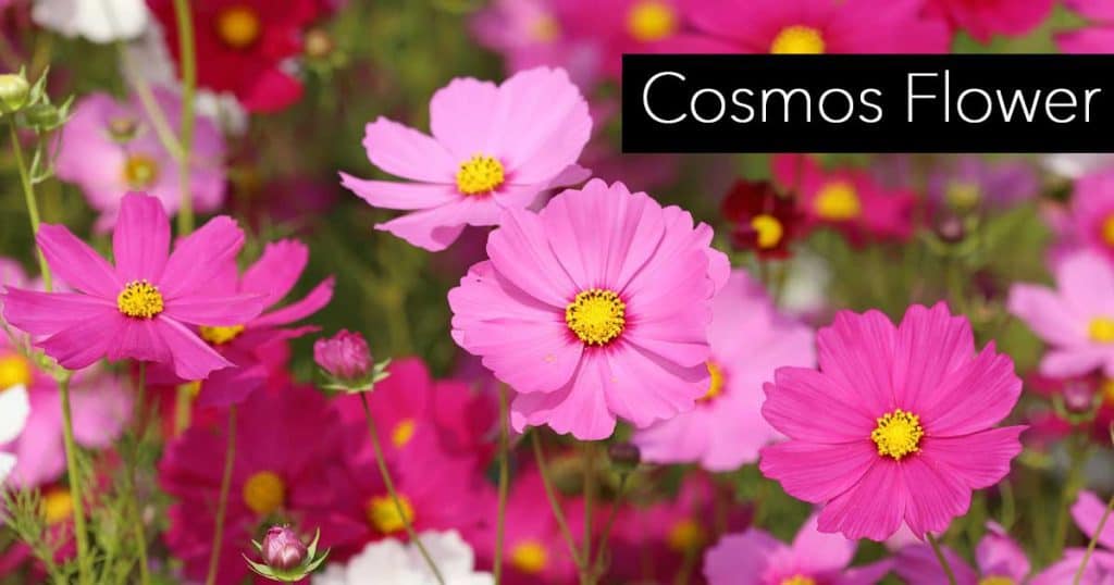 La Flor Cosmos: Cultivo y cuidados de la planta del cosmos