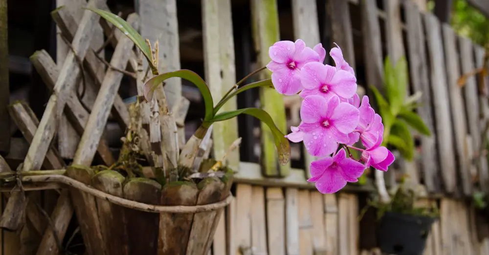Orquídea: Cuidados, Variedades y Secretos para una Floración Espectacular