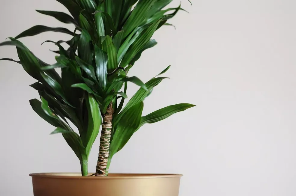 Dracena: Guía definitiva para cuidar, cultivar y mantener saludable esta hermosa planta de interior