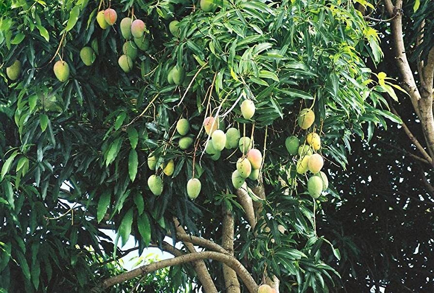 ▷ Aprende a plantar un árbol de mango y disfruta de sus deliciosas frutas