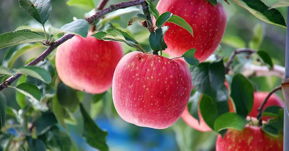 Aprende a plantar árboles frutales en y cosechar tus frutos