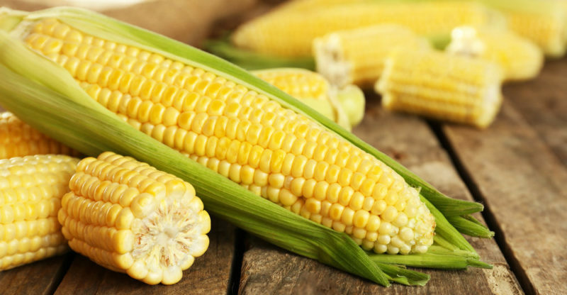 ▷ Aprende a plantar maíz en casa y disfruta de sus mazorcas recién cosechadas