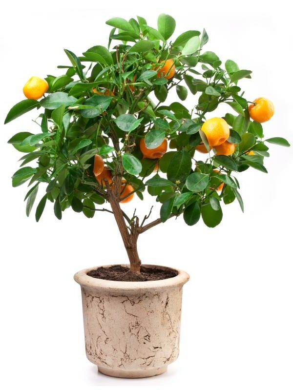 ▷ Aprende a plantar mandarina en maceta y disfruta de tus propias frutas