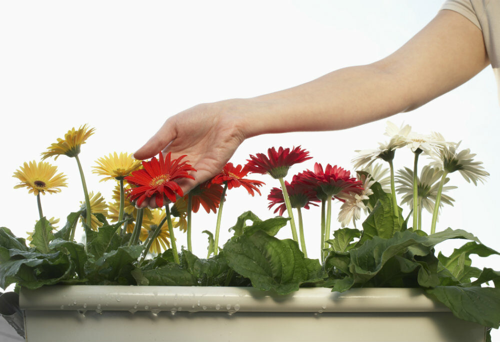 ▷ Aprende a plantar gerberas y disfrutar de sus hermosas flores en tu hogar