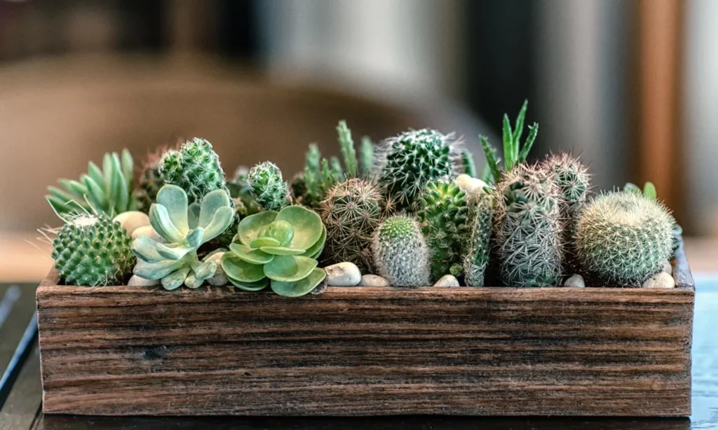 Aprende a plantar cactus en macetas para decorar tu hogar