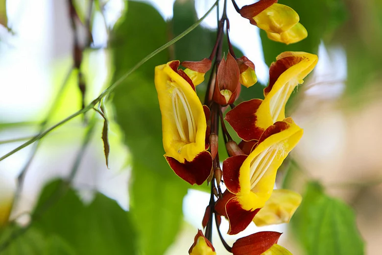 ▷ Aprende a plantar thunbergia mysorensis y decorar tu jardín con sus hermosas flores
