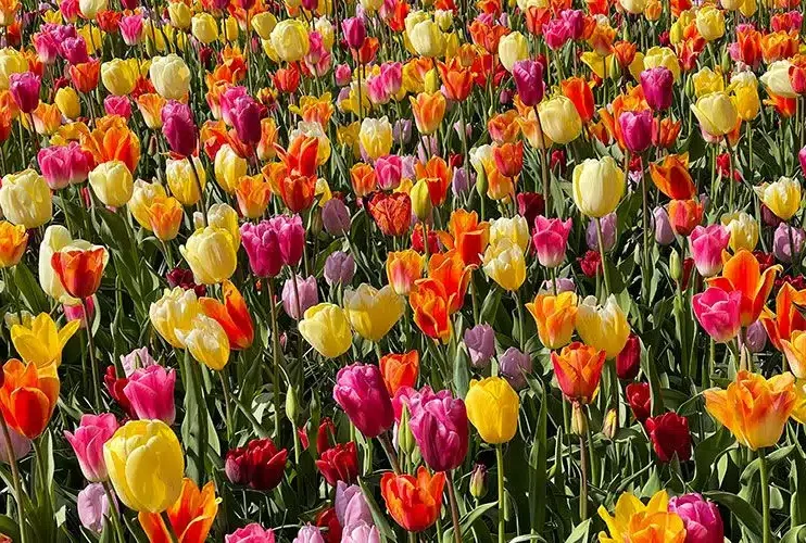 ▷ Aprende a plantar tulipanes holandeses en maceta y crear un hermoso jardín de primavera