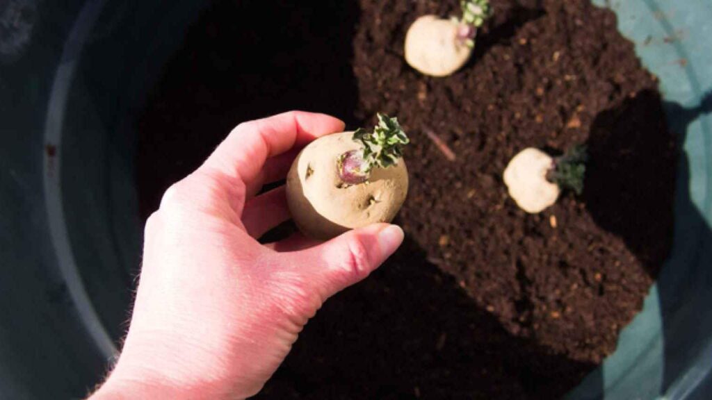Cómo plantar papas paso a paso y obtener una excelente cosecha.