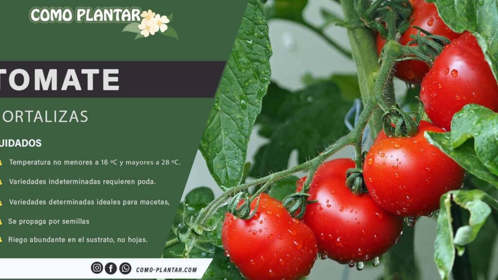 Cómo plantar tomates en casa y obtener una cosecha abundante