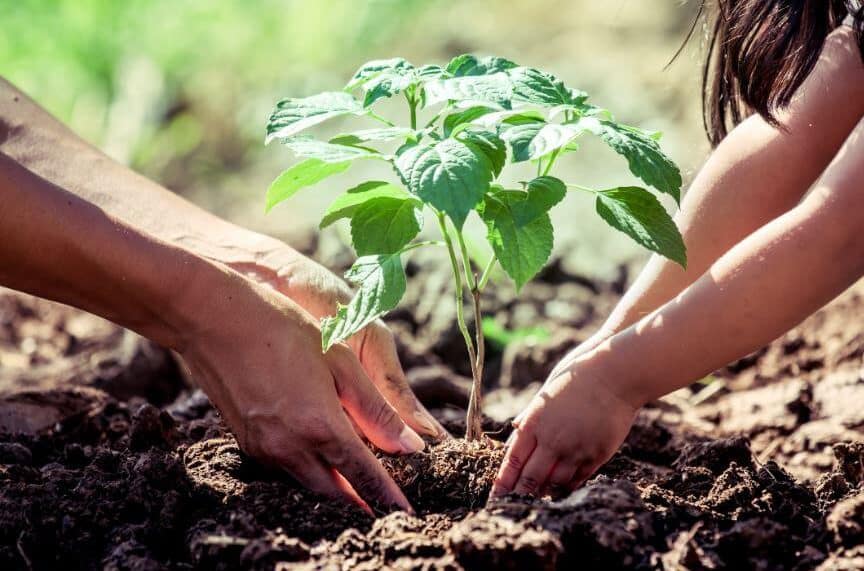 Cómo plantar un árbol en tu jardín o patio