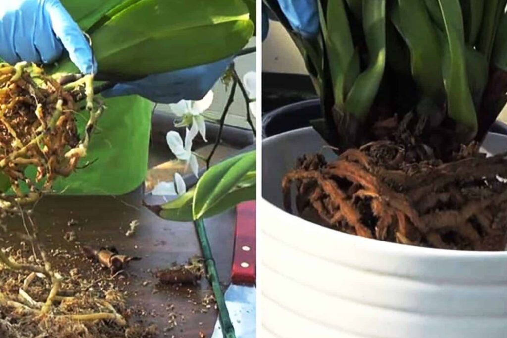 Cómo plantar una orquídea paso a paso